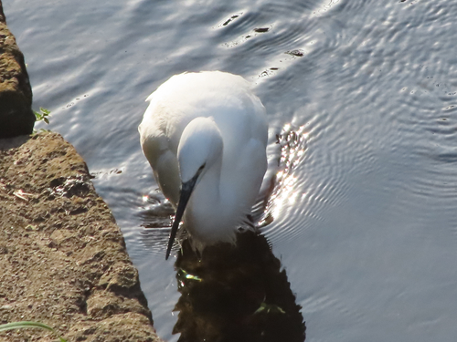 iNaturalist: (c) ponyomi, some rights reserved (CC BY-NC) iNaturalist image