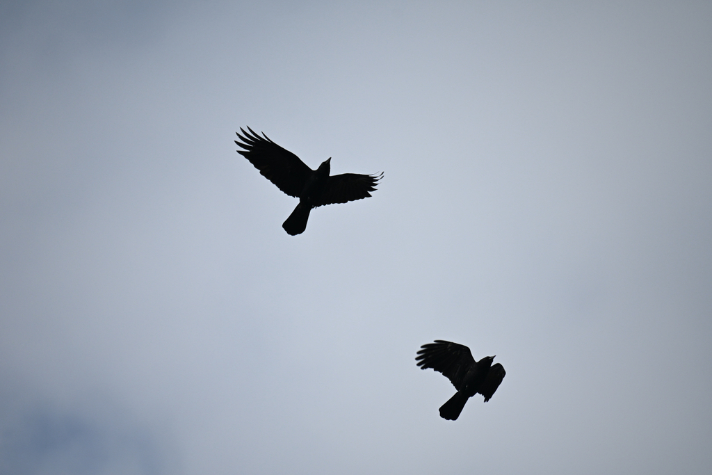 January Crow American Crow from Wickson Rd, Berkeley, CA, US on January 27, 2026 at ...