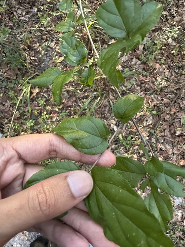 Small-flowered Buckthorn (Sageretia minutiflora)