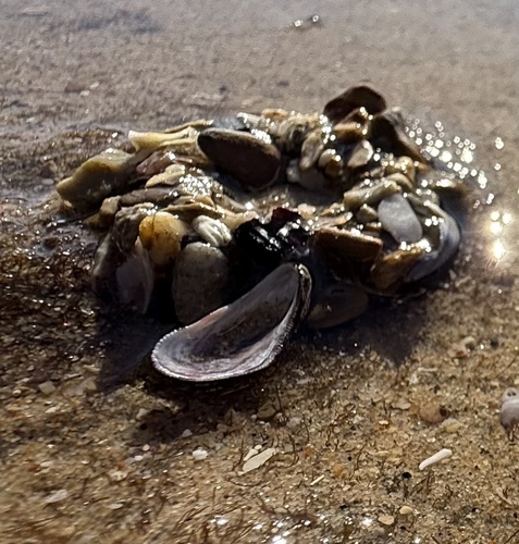 Brachidontes adamsianus, 2026-01-10