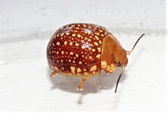 Paropsis ornata