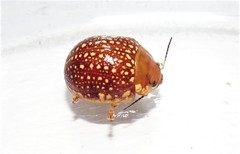 Paropsis ornata