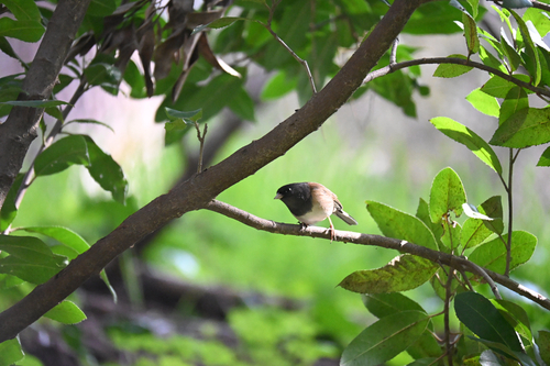 Dark-eyed Junco