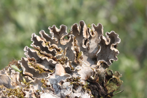 Rusvoji meškapėdė nuotrauka