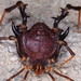 Pachylus chilensis - Photo 由 Rigoberto Yáñez 所上傳的 (c) Rigoberto Yáñez，保留部份權利CC BY-NC