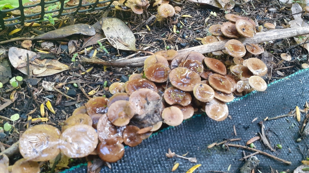 Pholiota subflammans · January 2026 · photo: © aardvark04 (iNaturalist, cc0)