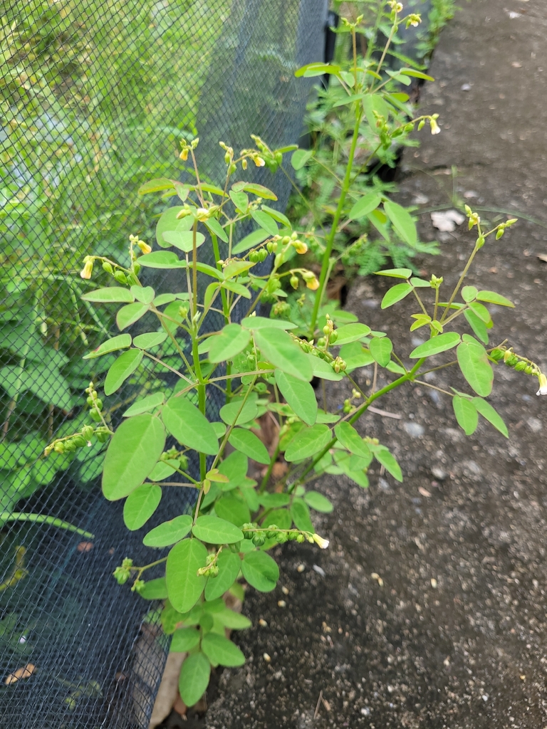 Barrelier's Woodsorrel (Oxalis barrelieri)