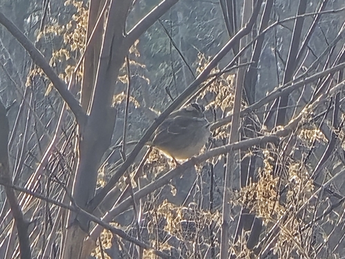 White-throated Sparrow photographed in South Carolina