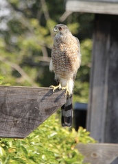 Accipiter cooperii
