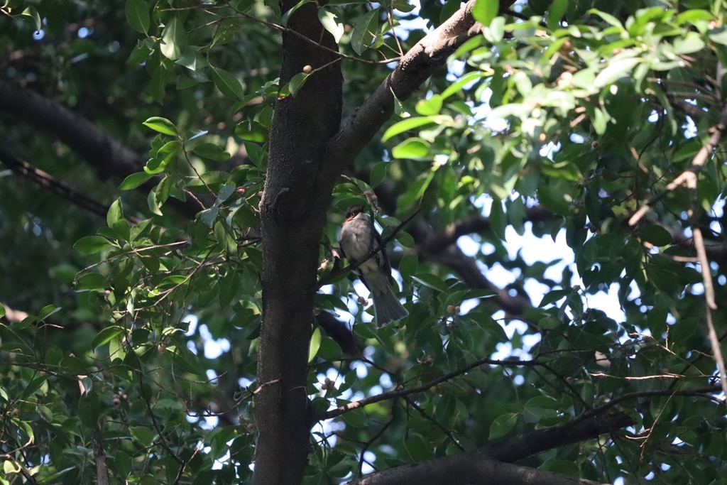 Chestnut Bulbul from Sun Yat-Sen University, Haizhu District, Guangzhou ...