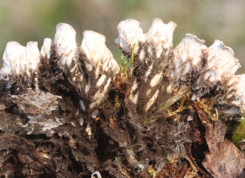 Rusvoji meškapėdė nuotrauka