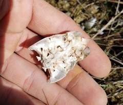 Callichthyidae