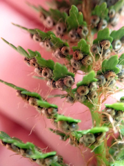 Polystichum cystostegium