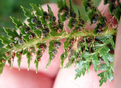 Polystichum cystostegium