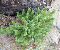 Polystichum cystostegium