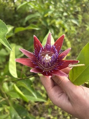 Passiflora venusta