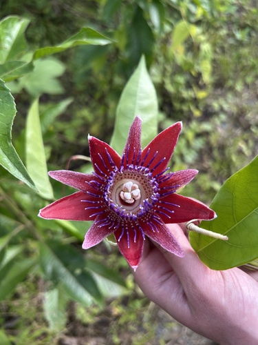 Passiflora venusta, photograph 2