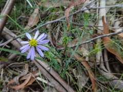 Brachyscome multifida