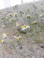 Thymophylla concinna
