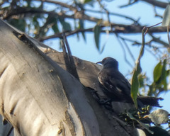 Climacteris erythrops