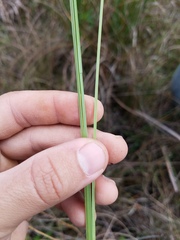 Fimbristylis spadicea