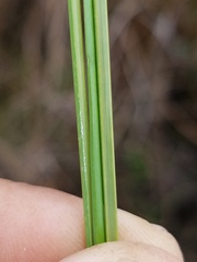 Fimbristylis spadicea