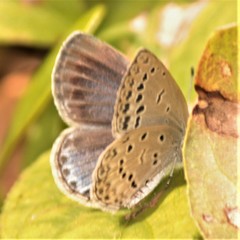 Pseudozizeeria maha