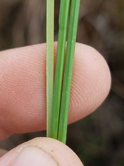 Fimbristylis spadicea