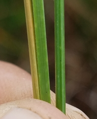 Fimbristylis spadicea