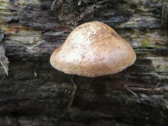 Crepidotus eucalyptorum