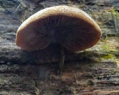 Crepidotus eucalyptorum
