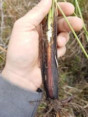 Fimbristylis spadicea