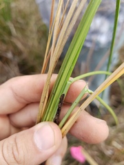 Fimbristylis spadicea
