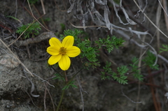 Bidens andicola