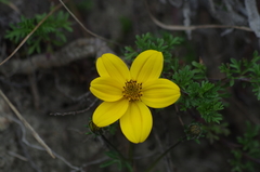 Bidens andicola