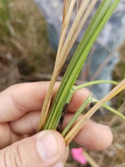 Fimbristylis spadicea