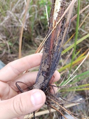 Fimbristylis spadicea