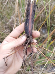 Fimbristylis spadicea