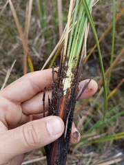 Fimbristylis spadicea