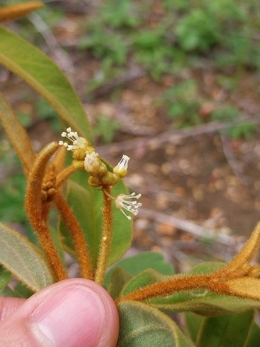 Croton acradenius