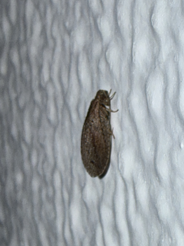 Nusalala erecta