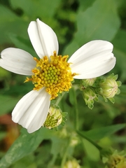 Bidens
