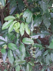 Turpinia ternata