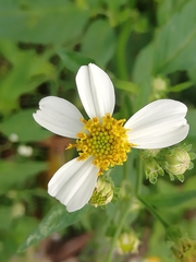 Bidens