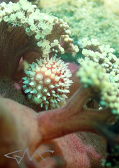 Dendronephthya australis