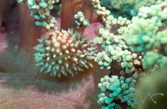 Dendronephthya australis