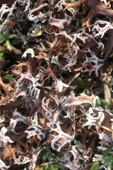 Masonhalea richardsonii