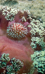 Dendronephthya australis