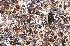 Masonhalea richardsonii