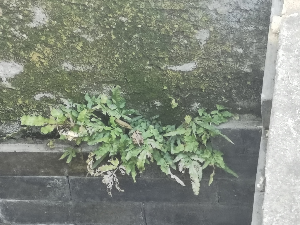 Cây dương xỉ đuôi phụng – Pteris multifida